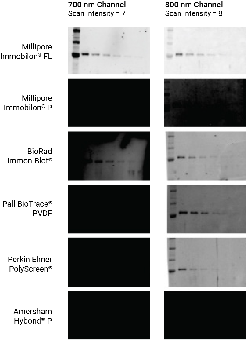 Choose The Right Western Blot Membrane For Your Experiment | My XXX Hot ...