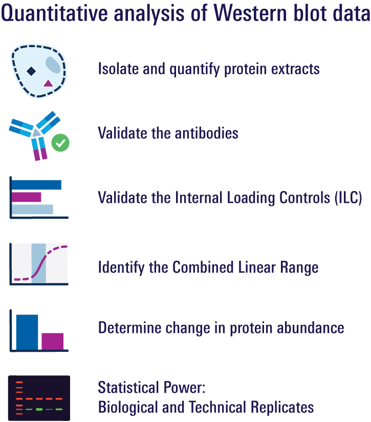 Quantitative analysis Western blot data