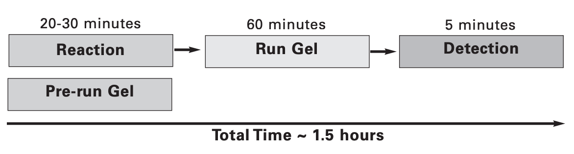 EMSA protocol timeline from beginning to the completion of the protocol, which takes approximately 1.5 hours