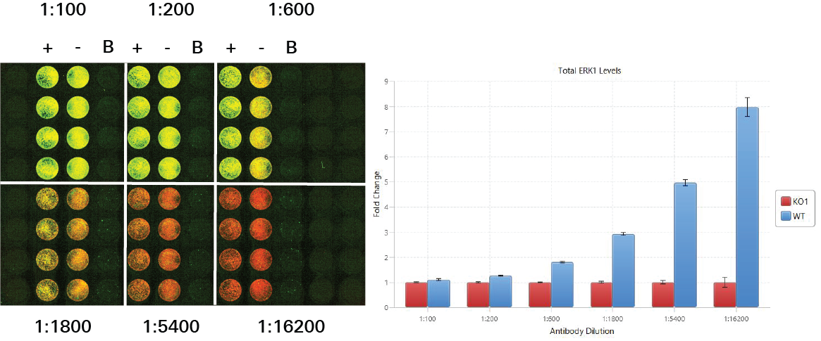 Performing antibody titration by In-Cell Western