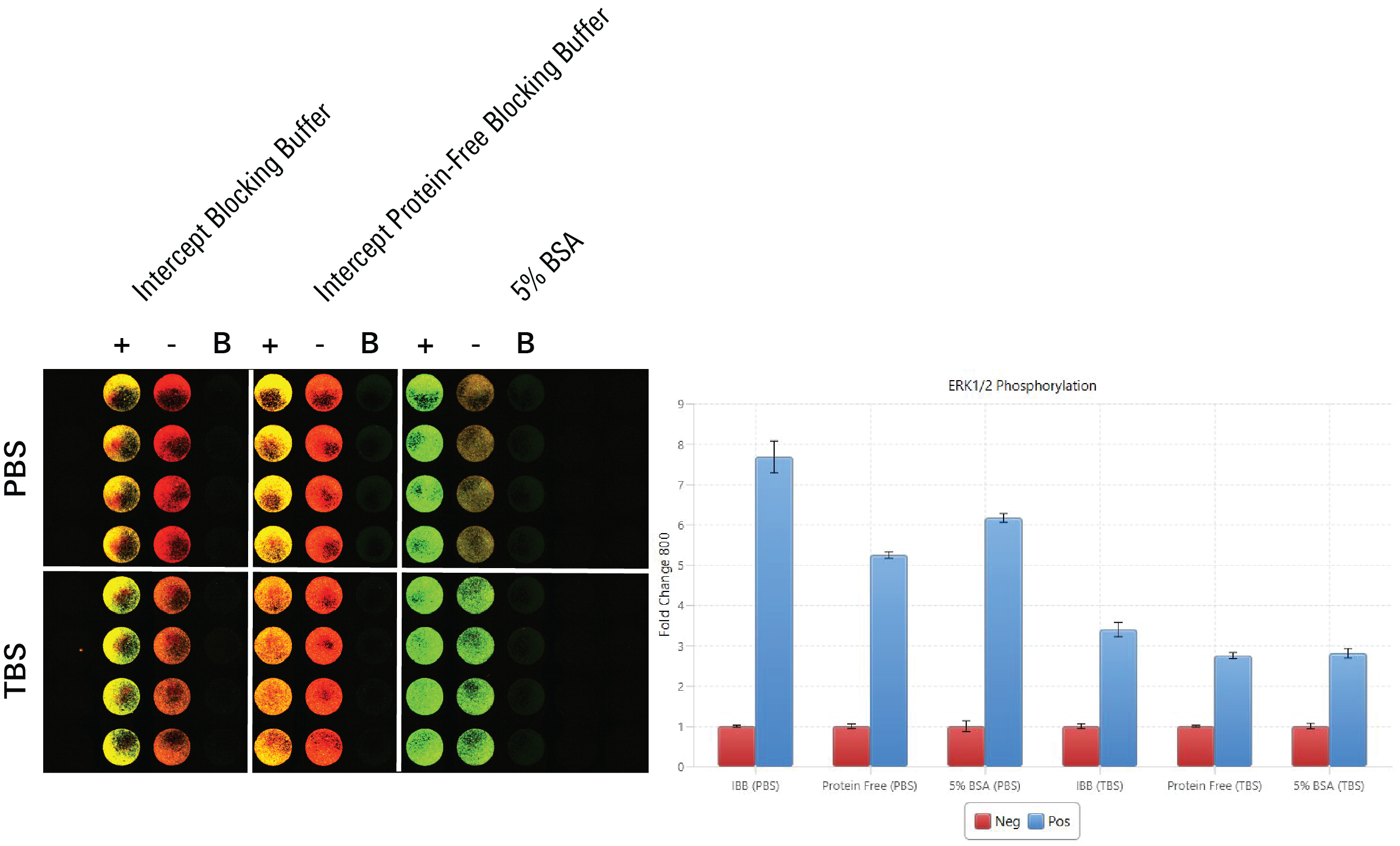 Evaluating blocking buffer by In-Cell Western