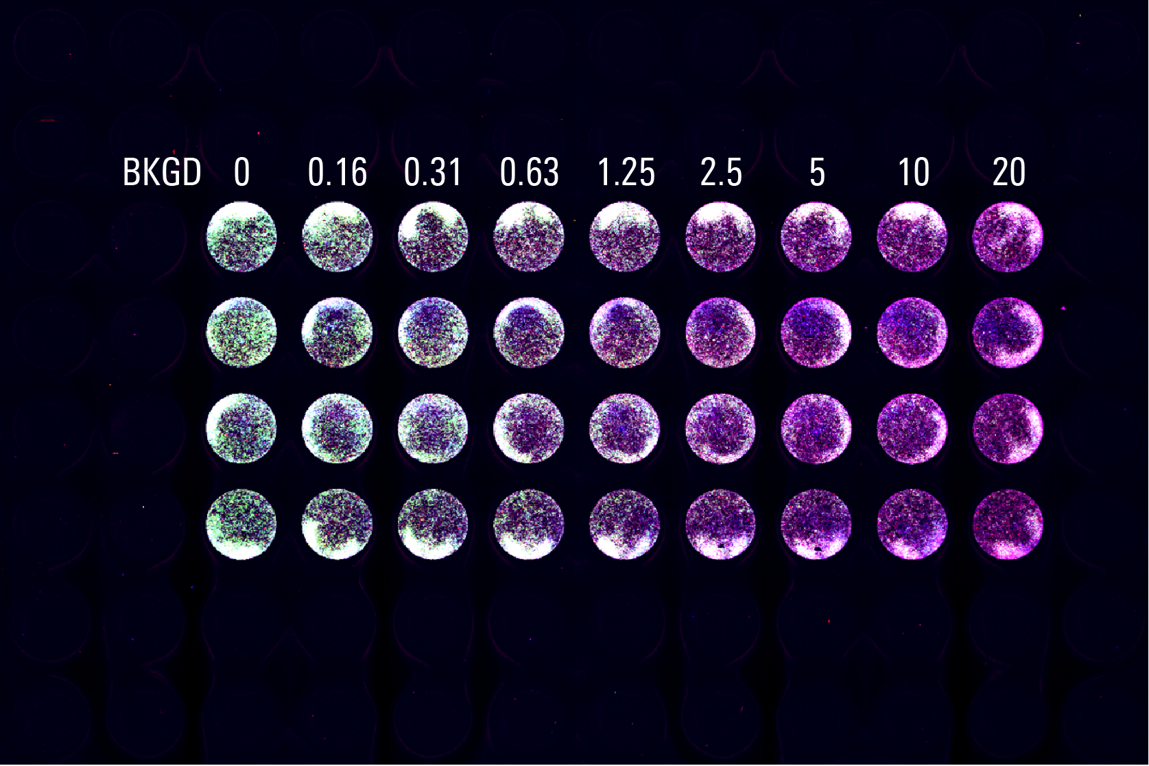 Measuring U0126 inhibition by In-Cell Western