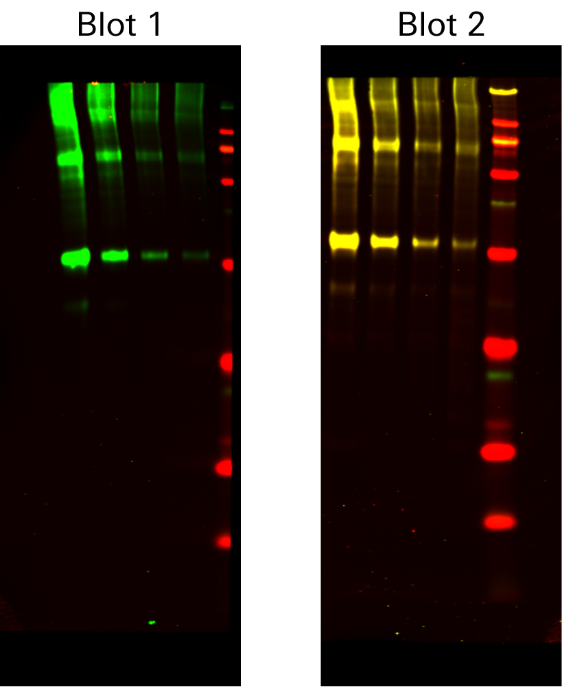 Example 2-color Western blot demonstrating cross-reactivity