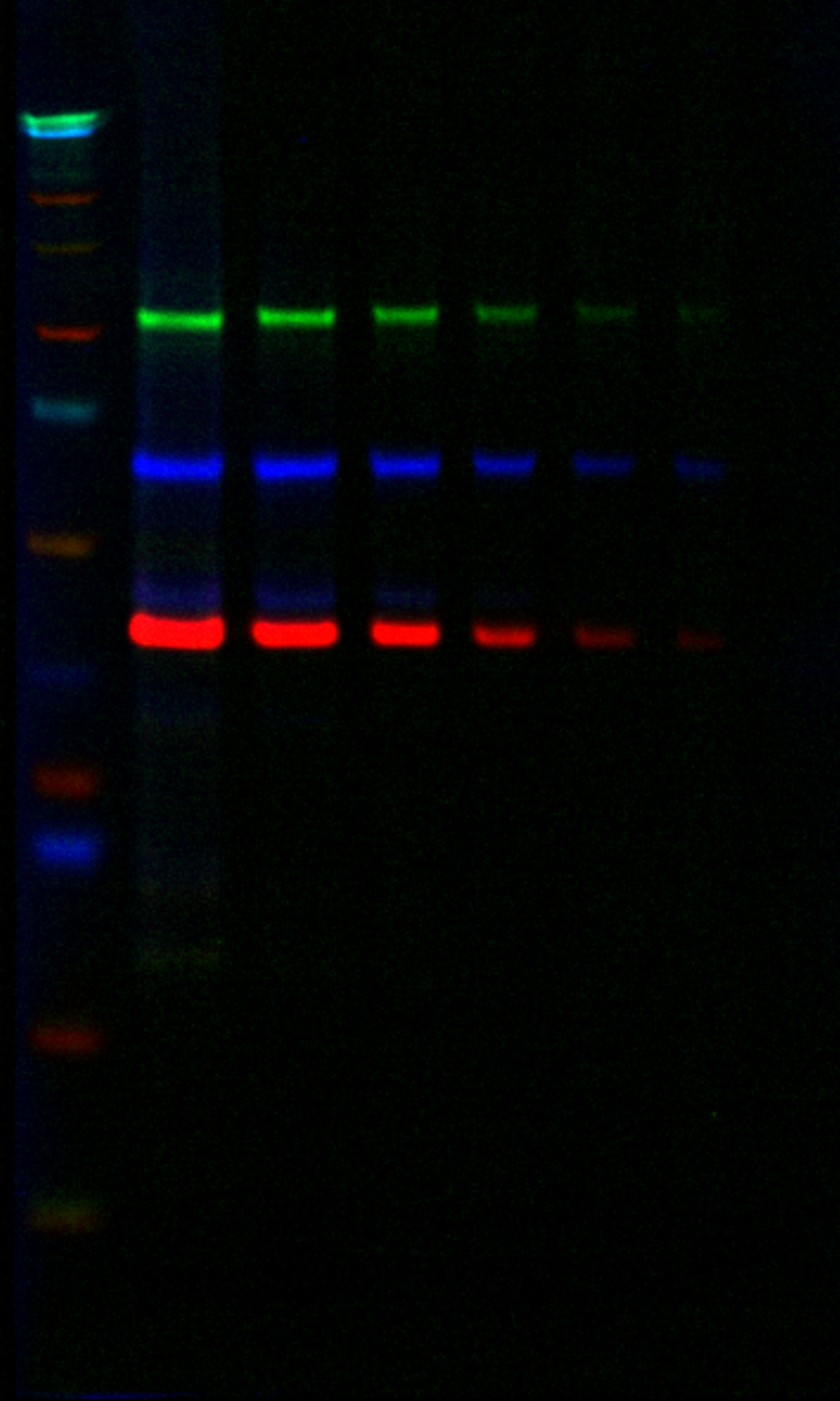 Example 3-color Western blot using subclass specific secondary antibodies
