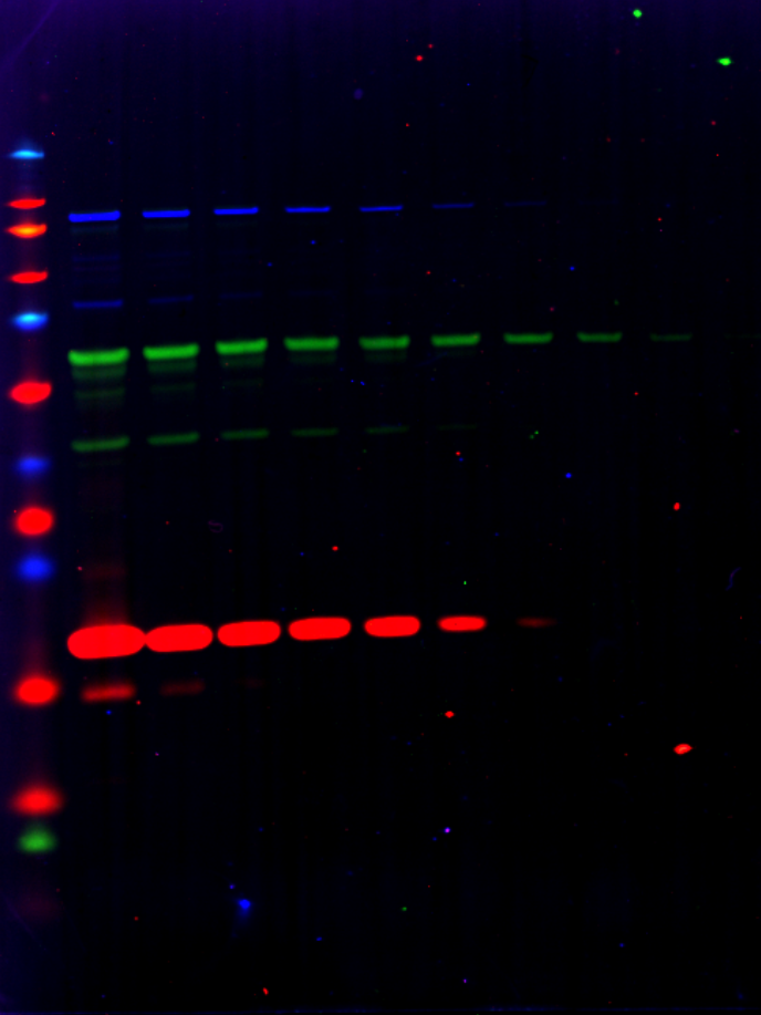 Example 3-color Western blot using various secondary antibodies