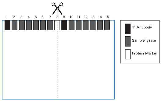 Cutting membranes through the marker lane