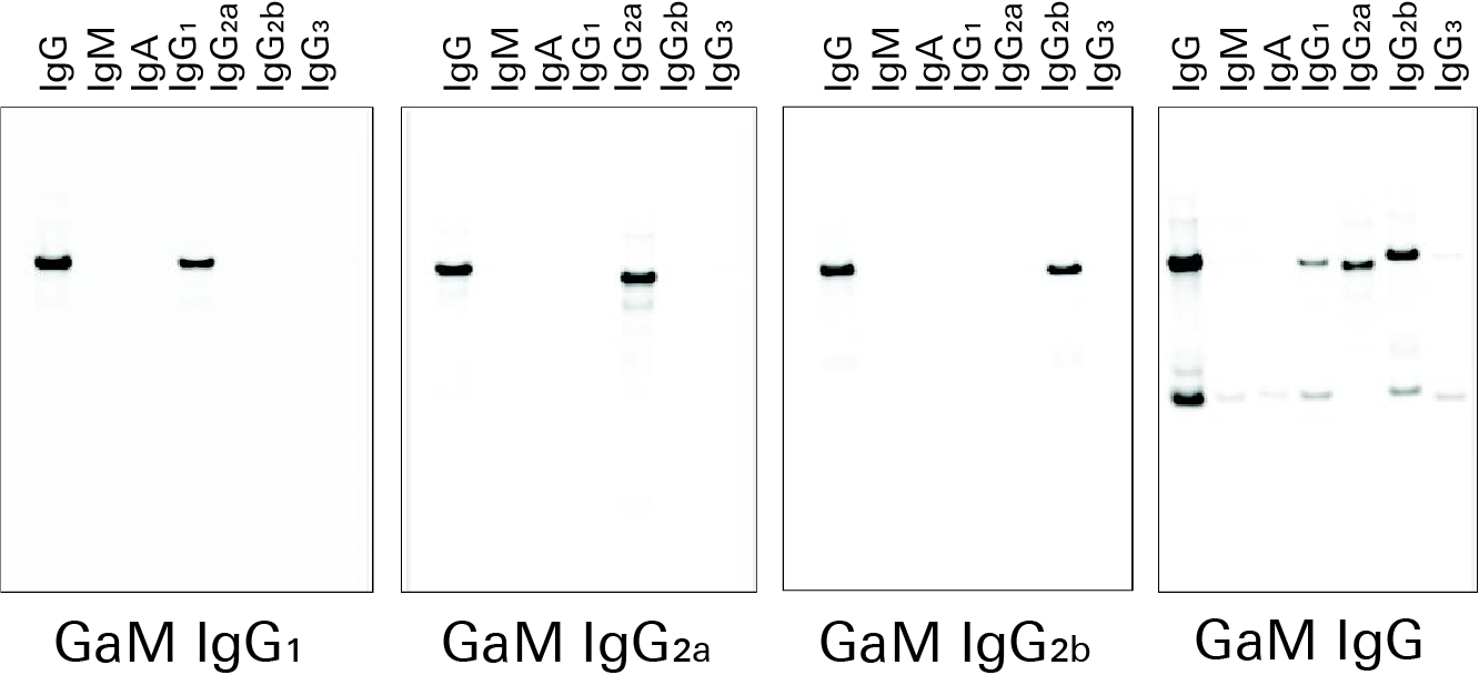 Western blot detection of various subclasses