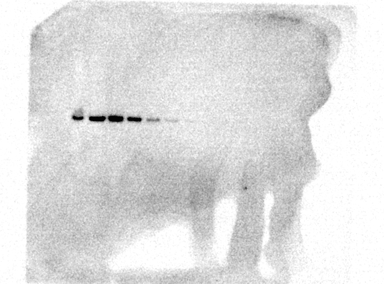 C-DiGit substrate added to dry blot