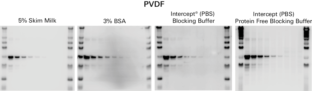 Optimizing Chemiluminescent Western Blots 9760