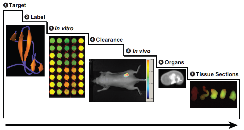 Stages of IRDye targeted tracking agents development