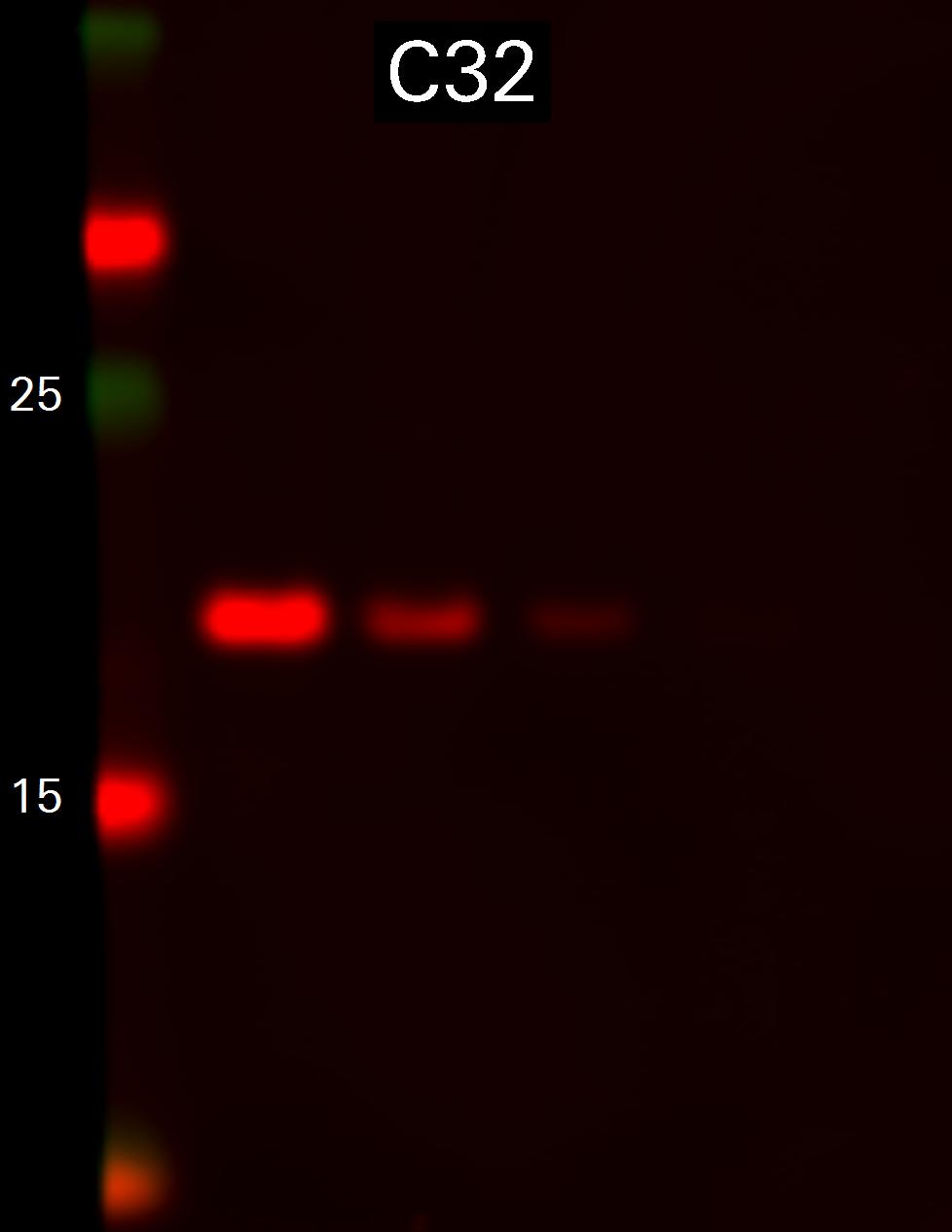 Histone H3 Mouse Monoclonal Antibody detected in C32 cells