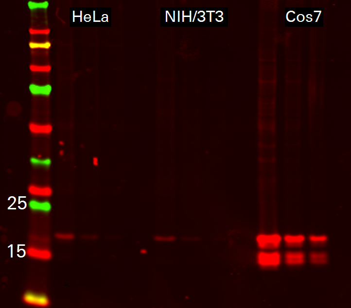 Histone H3 Mouse Monoclonal Antibody detected in HeLa, NIH3T3, and COS7 lysates