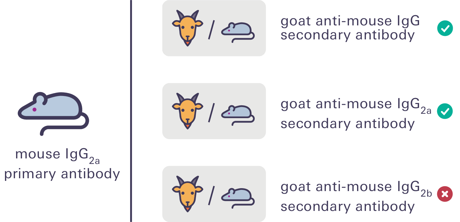 Choosing a secondary antibody subclass