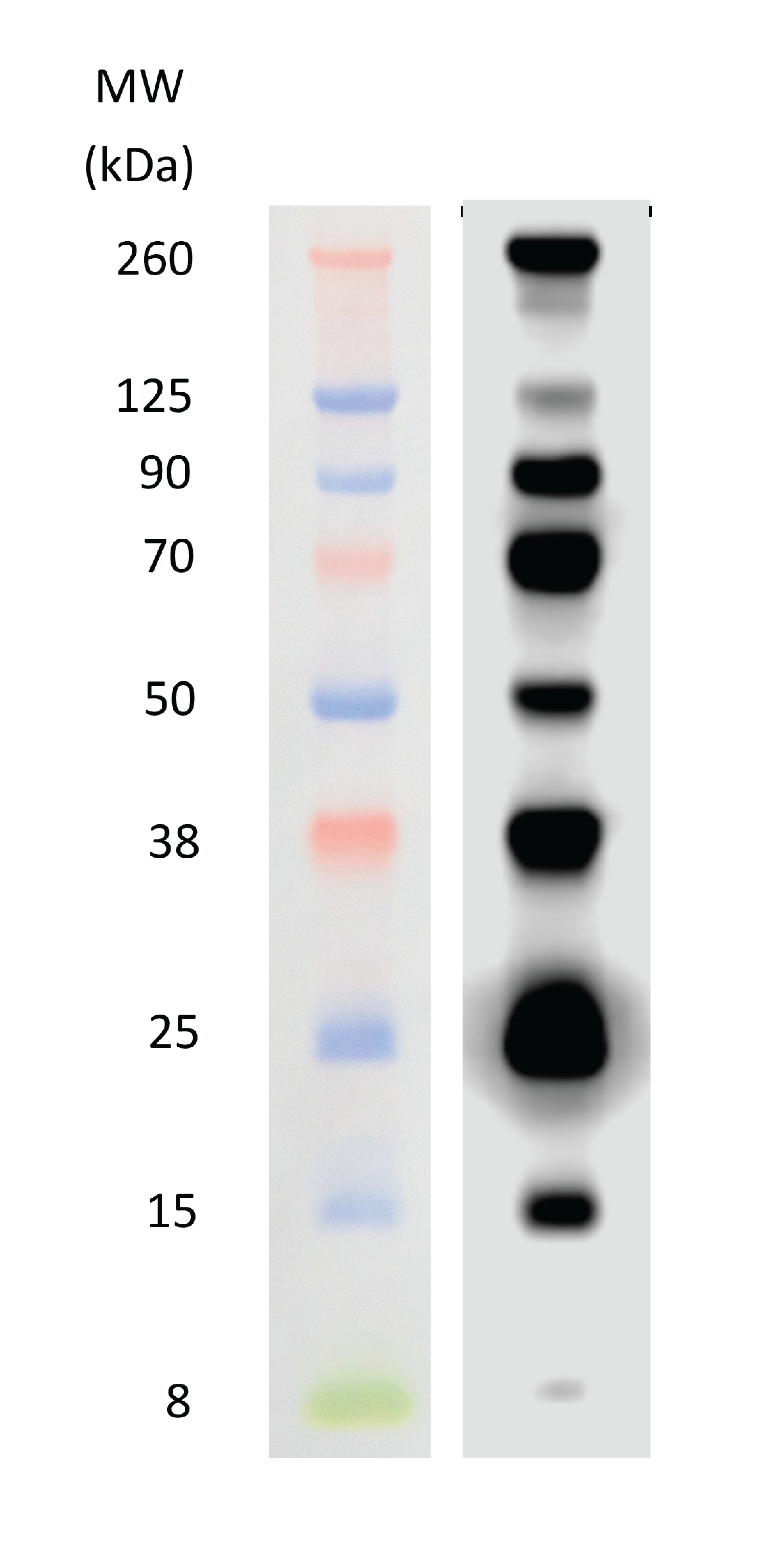 WesternSure Pre-stained Chemiluminescent Protein Ladder