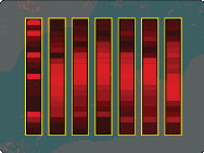 Background between lanes on a Western blot found by the adaptive lane finding process