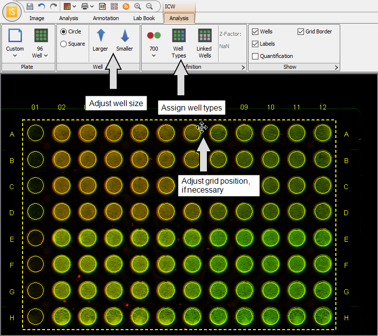 Image Studio analyzing an In-Cell Western