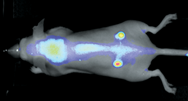 tumors in mouse