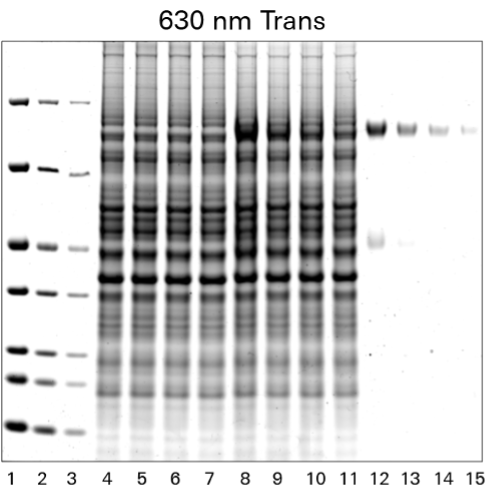 figure 1 700 nm Fluorescent