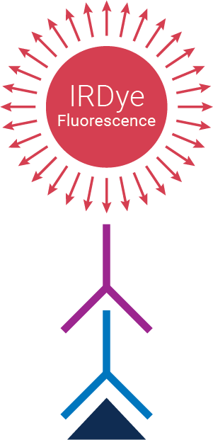 nirf secondary antibody