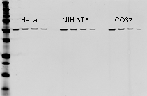 Beta tubuin detected in various cell lines