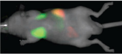 CellVue NIR815 nude mouse lung image