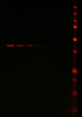 IRDye® 680LT Donkey anti-Goat IgG Secondary Antibody data