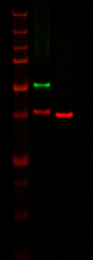 IRDye® 680LT Goat anti-Mouse IgG1 Specific Secondary Antibody data