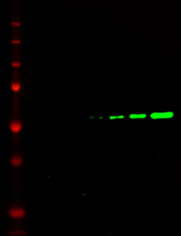 IRDye® 680LT Goat anti-Rat IgG Secondary Antibody data