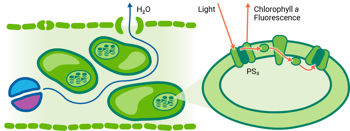 diagram showing how conductance and fluoresence in a single leaf